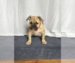Puppy Ronda ukc American Bully