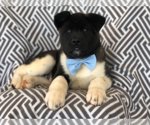 Medium Photo #7 Akita Puppy For Sale in EAST EARL, PA, USA