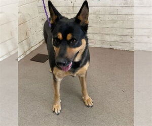 German Shepherd Dog Dogs for adoption in San Bernardino, CA, USA