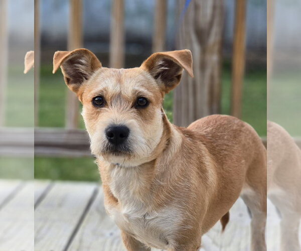 Medium Photo #3 Mutt Puppy For Sale in Social Circle, GA, USA