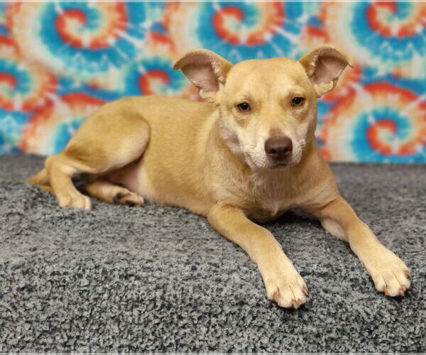 Medium Photo #2 Mutt Puppy For Sale in Talladega, AL, USA