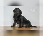Puppy 4 Labrador Retriever