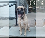 Small Photo #1 Mastiff Puppy For Sale in VANCOUVER, WA, USA