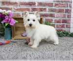 Small #6 West Highland White Terrier