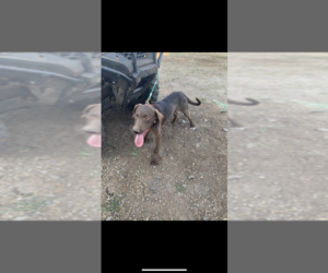 Australian Labradoodle-Old Danish Pointing Dog Mix Puppy for sale in MONTEZUMA, GA, USA