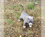 Small Photo #1 American Pit Bull Terrier Puppy For Sale in HEMET, CA, USA