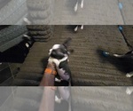 Small #7 Boston Terrier
