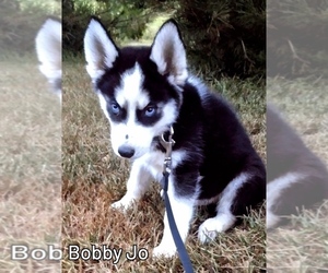 Siberian Husky Puppy for sale in MOUNT AYR, IA, USA