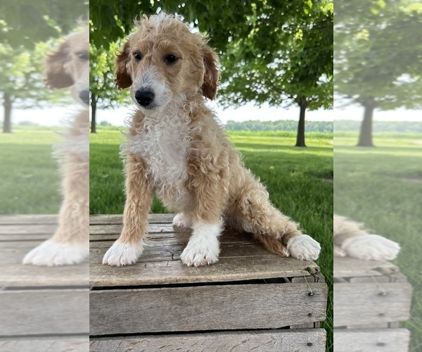 Medium Photo #3 Goldendoodle (Miniature) Puppy For Sale in MIDDLEBURY, IN, USA