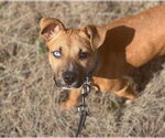 Small #1 Mutt