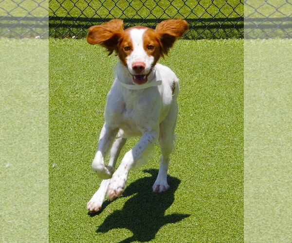 Medium Photo #4 Brittany Puppy For Sale in Curwensville, PA, USA