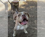 Small #4 Staffordshire Bull Terrier