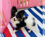 Small #2 Papillon