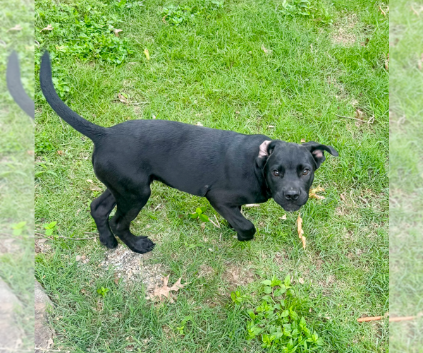 Medium Photo #2 Labrador Retriever-Unknown Mix Puppy For Sale in Boston, MA, USA