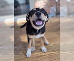Small #1 German Pinscher Mix