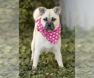 Pippa - Female Pug-Shiba Inu Mix Dog for Adoption - Photo #3