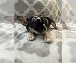 Small Photo #18 French Bulldog Puppy For Sale in MIDDLEBURY, IN, USA