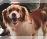 Small #14 Colonial Cocker Spaniel Mix