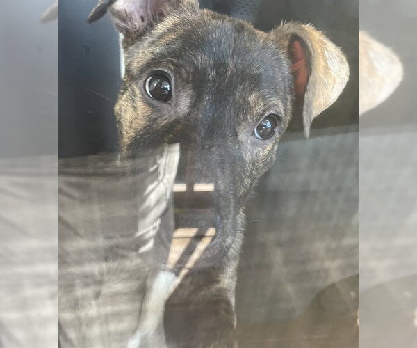 Medium Photo #1 Labrador Retriever-Unknown Mix Puppy For Sale in Lee's Summit, MO, USA