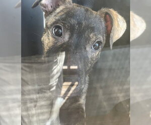 Labrador Retriever-Unknown Mix Dogs for adoption in Lee's Summit, MO, USA