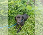 Small #4 Labrador Retriever Mix