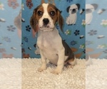 Small Photo #3 Beaglier Puppy For Sale in MARTINSVILLE, IN, USA