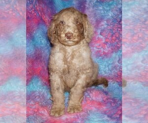 Labradoodle Puppy for sale in LA HABRA, CA, USA