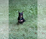 Small #5 Dachshund Mix