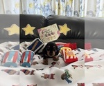 Puppy Smooth Boy Dachshund