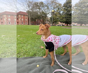 Chihuahua-Unknown Mix Dogs for adoption in Holly Springs, NC, USA