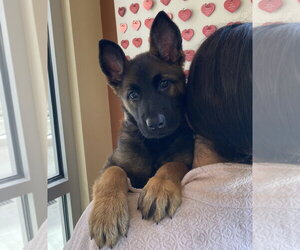 Rosa - Female Mutt Dog for Adoption - Photo #2