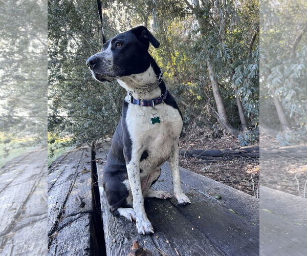 Medium Photo #4 Australian Shepherd-Maremma Sheepdog Mix Puppy For Sale in Dana Point, CA, USA