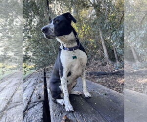 Lola - Female Australian Shepherd-Maremma Sheepdog Mix Dog for Adoption - Photo #4