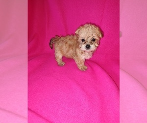 Morkie Puppy for sale in LAPEER, MI, USA