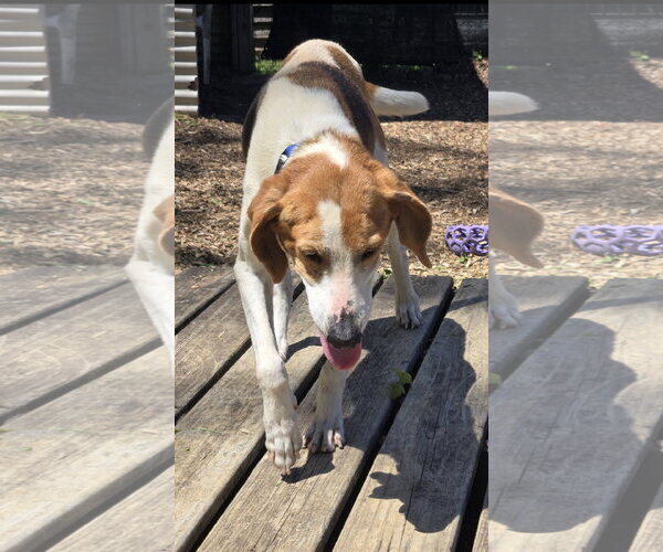 Medium Photo #5 Mutt Puppy For Sale in Rustburg, VA, USA