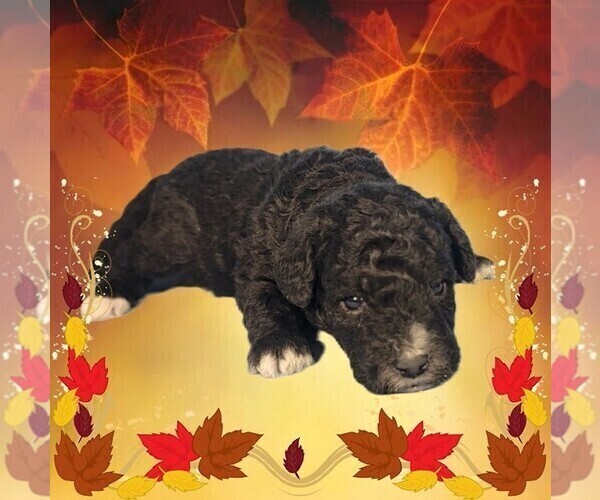 Medium Photo #22 Bernedoodle (Miniature) Puppy For Sale in PEYTON, CO, USA