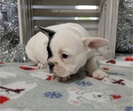 Small #2 French Bulldog