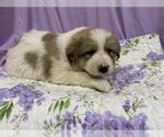 Small Anatolian Shepherd Mix