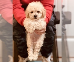 Bichon Frise Puppy for sale in INMAN, SC, USA