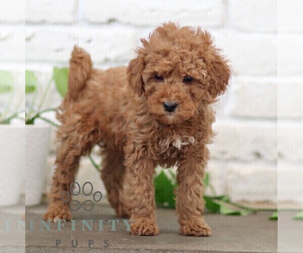 Medium Photo #5 Goldendoodle (Miniature) Puppy For Sale in NARVON, PA, USA