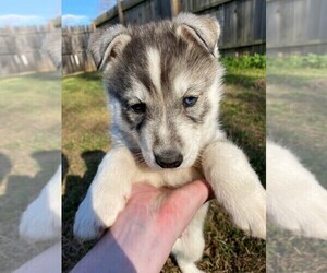 Siberian Husky Puppy for sale in FORT MILL, SC, USA