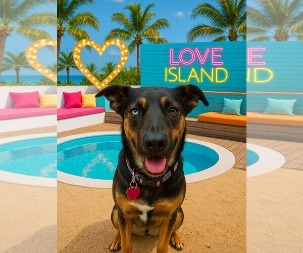 Medium Photo #2 Rottweiler-Unknown Mix Puppy For Sale in Houston, TX, USA