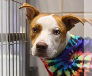Labrador Retriever-Unknown Mix Dogs for adoption in San Antonio, TX, USA