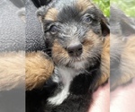 Small Photo #8 Bernedoodle Puppy For Sale in HARROGATE, TN, USA