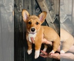 Puppy 2 American Corgi