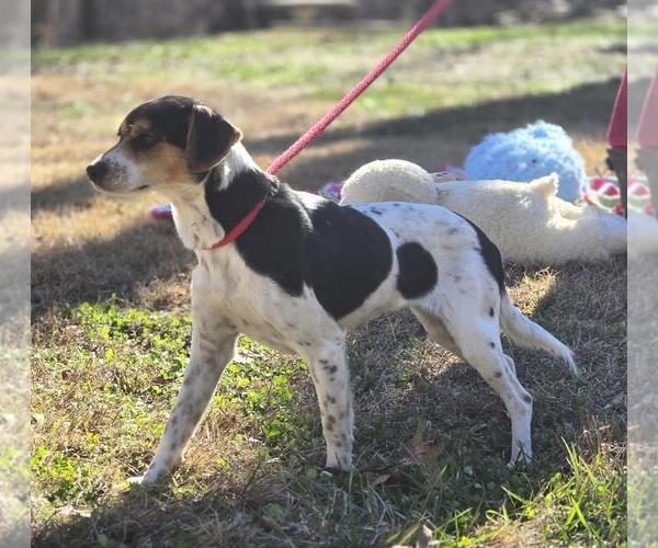 Medium Photo #4 Raggle Puppy For Sale in Yardley, PA, USA