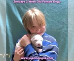 Small Photo #46 Dogo Argentino Puppy For Sale in JANE, MO, USA