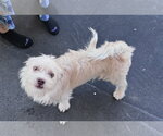 Small #2 Mutt