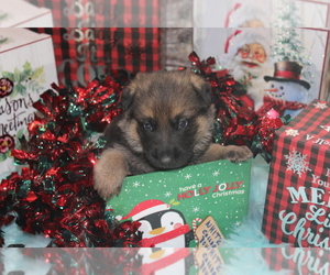 German Shepherd Dog Puppy for sale in OAKLAND, OR, USA