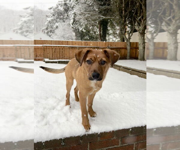 Medium Photo #5 Labrador Retriever-Unknown Mix Puppy For Sale in Brewster, NY, USA